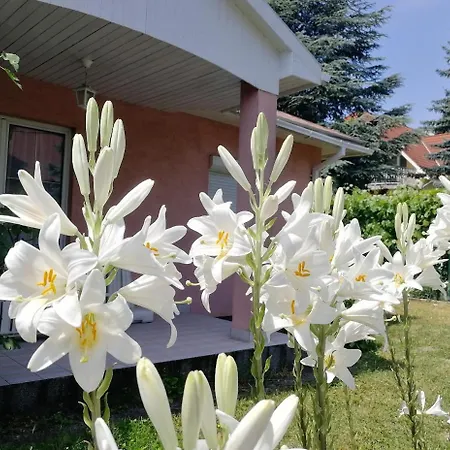 Feszek Apartmanhaz Apartment
